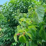 וילה Tenuta Arcidiacono - Etna, Wine, Country & Relax זפראנה אטניאה