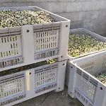 Tenuta Arcidiacono - Etna, Wine, Country & Relax וילה