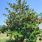 וילה Tenuta Arcidiacono - Etna, Wine, Country & Relax