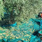 Tenuta Arcidiacono - Etna, Wine, Country & Relax זפראנה אטניאה