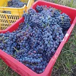 Tenuta Arcidiacono - Etna, Wine, Country & Relax וילה *